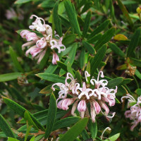 Grevillea cultivar, probably Pink Midget