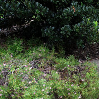 Grevillea cultivar, probably Pink Midget