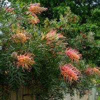 Grevillea cultivar, probably Superb