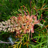 Grevillea cultivar, probably Superb