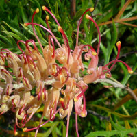 Grevillea cultivar, probably Superb