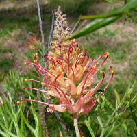 Grevillea cultivar, probably Superb