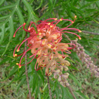 Grevillea cultivar, probably Superb