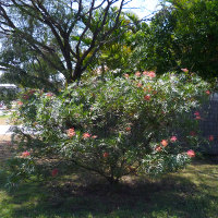 Grevillea cultivar, probably Superb