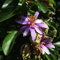 Grewia occidentalis
