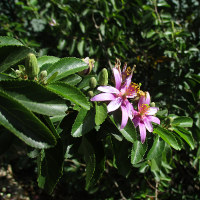 Grewia occidentalis