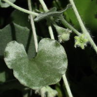 Dichondra Silver Falls