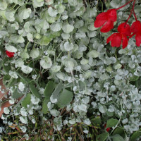 Dichondra Silver Falls