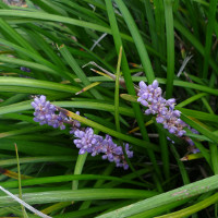 liriope