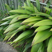 Molineria capitulata