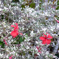 Hibiscus 'Snow Queen' detail