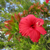 Hibiscus andersonii
