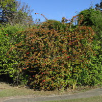 Hibiscus andersonii