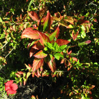 Hibiscus andersonii