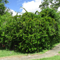 Hibiscus andersonii