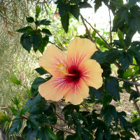 Hibiscus Cuban