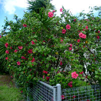 Hibiscus Mrs George Davis