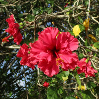 Hibiscus Pride of Hankins