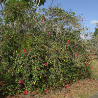 Hibiscus Pride of Hankins