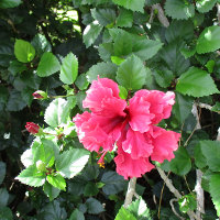 Hibiscus Pride of Hankins