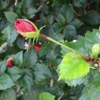 Hibiscus Pride of Hankins