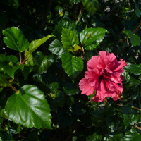 Hibiscus Pride of Hankins