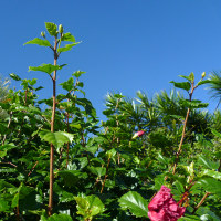 Hibiscus Pride of Hankins