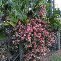 hibiscus roseflake