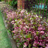 Hibiscus roseflake as a hedge