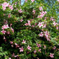 Hibiscus 'Ruth Wilcox'