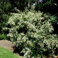 Hibiscus Snow Queen