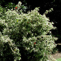 Hibiscus Snow Queen