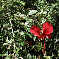 Hibiscus Snow Queen