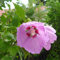 Hibiscus syriacus