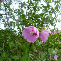 Hibiscus syriacus