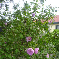 Hibiscus syriacus