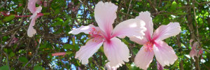 hibiscus