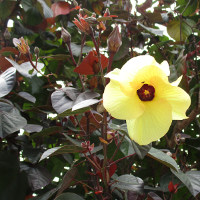 Hibiscus tiliaceus Rubra