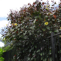 Hibiscus tiliaceus Rubra