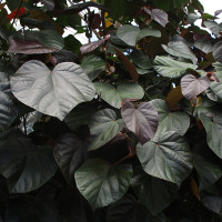 Hibiscus tiliaceus Rubra