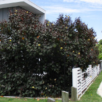 Hibiscus tiliaceus Rubra