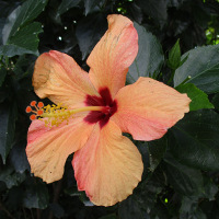 unidentified Hibiscus cultivar