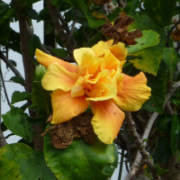 unidentified Hibiscus cultivar