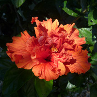 unidentified Hibiscus cultivar