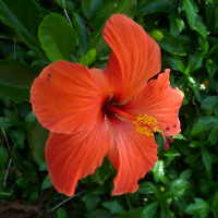 unidentified Hibiscus cultivar