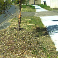 mulch_clippings_trees