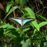 Blue triangle butterfly Graphium choredon
