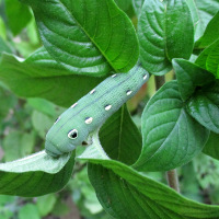 Hawkmoth caterpillar (probably Hippotion scrofa) on Pentas