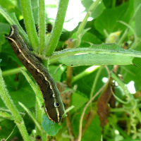 Hawkmoth caterpillar (probably Hippotion scrofa) on Pentas