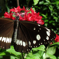 Common Crow butterfly Euploea core